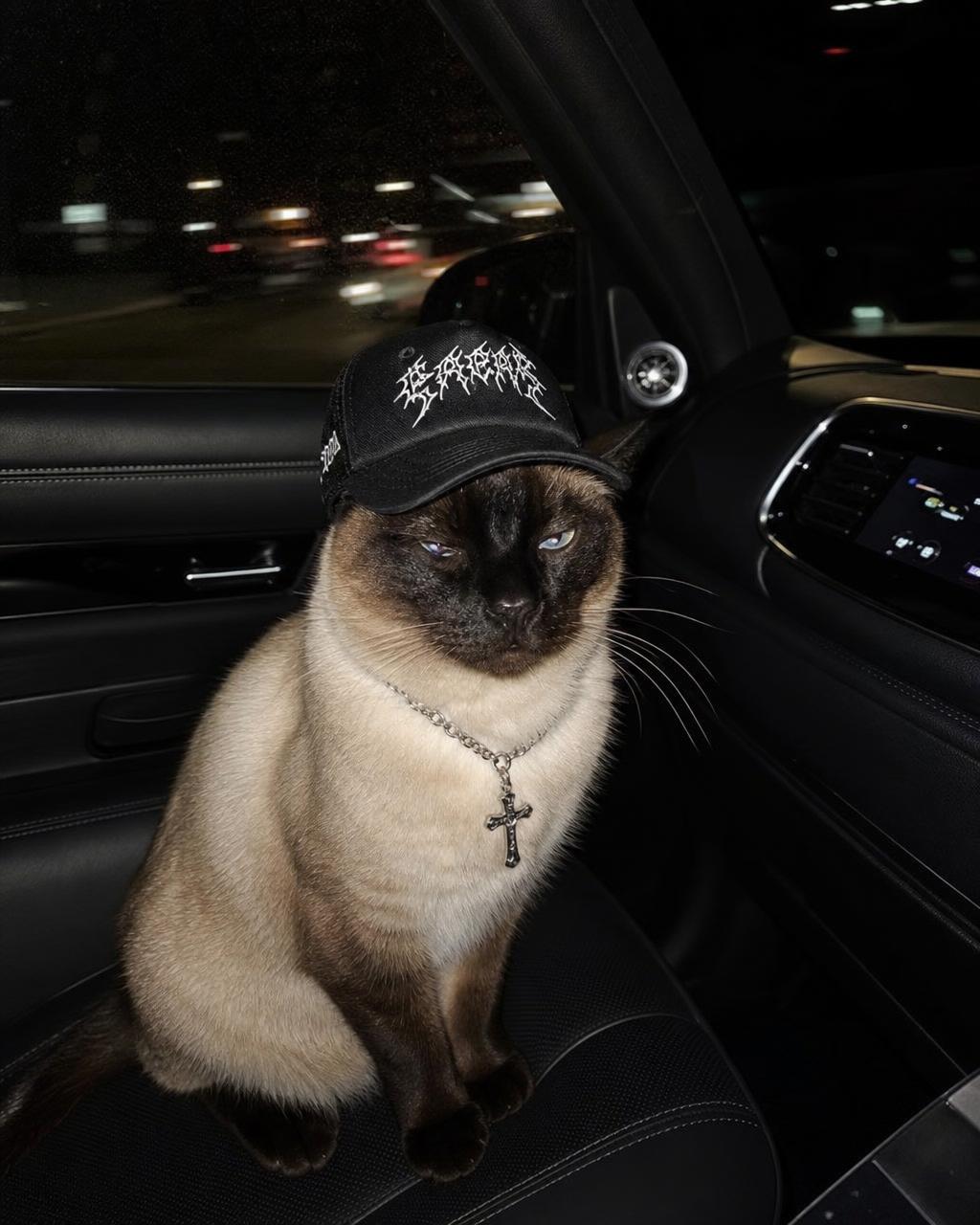 Siamese cat in a gothic trucker cap with silver cross rings in a car